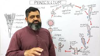 Life Cycle of Penicillium English medium profmasoodfuzailPenicillium  Blue Green Molds [upl. by Nekial]