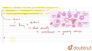 State the changes that take place in the uterus when  i Implantation of embryo has occurred [upl. by Aikan]