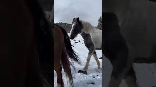 Its surprising how much life there is in winter  Skydogsanctuary horse rescuehorse animals [upl. by Rexfourd]