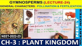 Plant Kingdom Class  11  Gymnosperms  Pollination amp Fertilisation  Lecture 24 NEET2022 amp 2023 [upl. by Publius489]