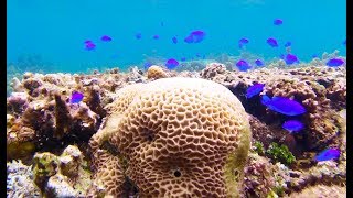 Snorkeling in Ishigaki  Okinawa Japan [upl. by Otirecul]