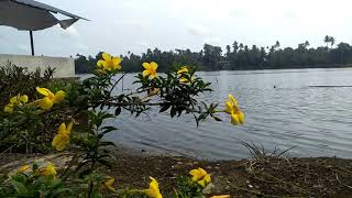 Allamanda cathartica Plant yellow trumpet [upl. by Maryanna114]