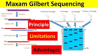 Maxam Gilbert DNA Sequencing  Principle Procedure Advantages and Limitations [upl. by Olathe167]