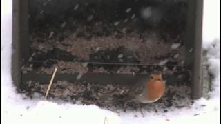 Die Vogelwelt am Futterplatz  Vögel beobachten und erkennen [upl. by Mundford]