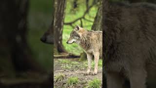 Le Loup  Anatomie Allure Majestueuse et Adaptations Fascinantes animals short loup [upl. by Hareehat]