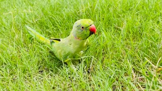 Indian Ringneck Parrot Walking on Grass [upl. by Ainavi]