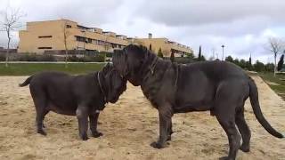 MASTINES NAPOLITANOS EN EL PARQUE macho y hembra [upl. by Fusuy160]