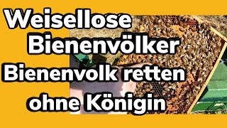 Weisellose Bienenvölker im April  Bienenvolk retten ohne Königin  Bienen Saison 2023 [upl. by Acinnod77]