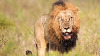 Serious Confrontation Between 3 Gomondwane and 2 Shishangeni Male Lions [upl. by Delastre]