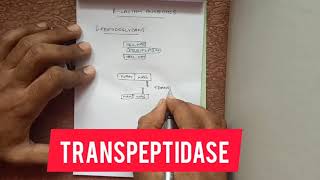 Mechanism of action BetaLactam antibiotics [upl. by Amargo]