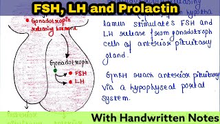 Follicle Stimulating Hormone FSH  Luteinizing Hormone LH  Prolactin  Readymade notes for exam [upl. by Charters]