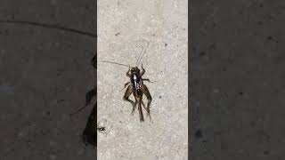 House Cricket Chirping  Bug Making Sound  Insect Making Sound [upl. by Robet]