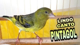 PINTAGOL CANTANDO MUITO  Canal MS [upl. by Ploss]