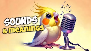 Cockatiel Sounds and Their Meanings [upl. by Schlessinger]