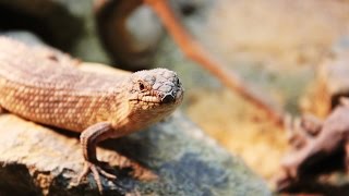 Dry VivariumTerrarium w Egernia StokesiiGidgee Skink HD [upl. by Ogdon]