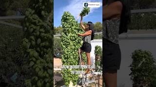 Build a DIY Aeroponics Tower Garden At Your Home 🌱shorts aeroponics [upl. by Melquist]