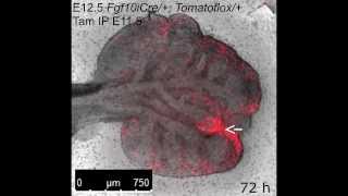 Mouse lung undergoing branching morphogenesis [upl. by Lowe]