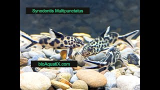 Synodontis Multipunctatus [upl. by Aekerly785]