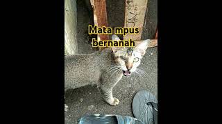 Mata mpus bernanah [upl. by Ahsaten]