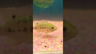 Desi Fish Tank Setup desifish tanksetup sortsfeed [upl. by Lahcym]