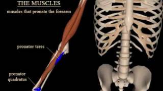 pronation and supination of the forearm [upl. by Lavelle370]