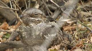 European Nightjar [upl. by Ielarol925]