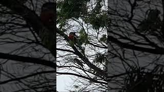 Three crimson rosellas morning bonding session wildlife wildnature [upl. by Koralle]