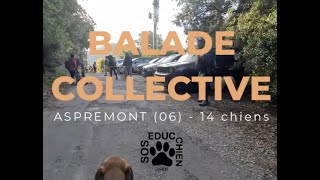 BALADE COLLECTIVE éducative à Aspremont 06 avec 14 chiens [upl. by Ahsinet]