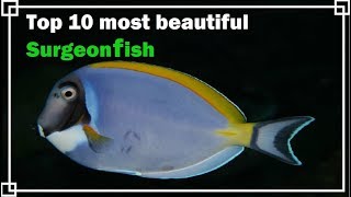 Top 10 most beautiful Surgeonfish [upl. by Watkins]