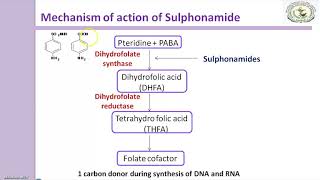 Sulfonamides Mechanism of action [upl. by Annaxor]