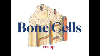 Bone Cells Recap [upl. by Gnouhp]