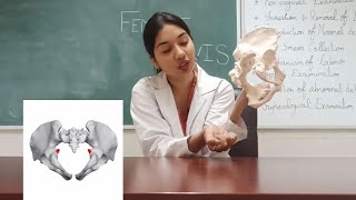 Female pelvis  Anatomy  Diameters  Landmarks  Obstetric significance [upl. by Luap690]