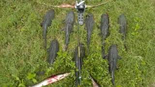 Bowfishing Armored Catfish in Florida [upl. by Emia]