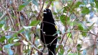 Boyero ala amarilla Cacicus chrysopterus  VOZ [upl. by Sumahs]