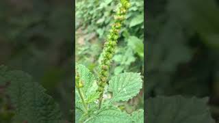 Heliotropium Indicum Plant plant shorts youtubeshorts [upl. by Acireed]