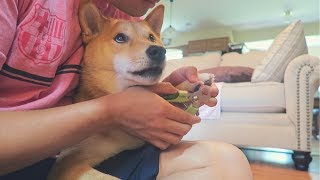 the CALMEST Shiba Inu getting Nails Clipped [upl. by Rednaeel]