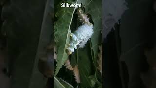 silkworm farming villagelife love nature silkworm [upl. by Laerol]