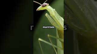 ¿Mantis Marvels ¡Stealthy Strikes Unleash Insect Insights That Never Cease 🍃🐛 MantisMystique [upl. by Dlareg]