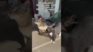 Story of lil kitten who was abondoned at our front door  cats viralvideo catlover cute cat [upl. by Gebhardt]