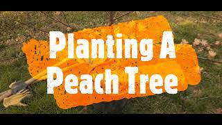 Planting A Fruit Tree  Dwarf Early Elberta Peach [upl. by Mathe526]