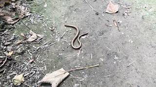 Slow Worm [upl. by Carolyn816]