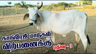 Kankrej Cow  Cow For Sale  Kankrej Cow Farm  Cow Farm in Tamil [upl. by Erreid]