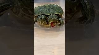 Update on the Two Headed Turtle‼️Part 2 [upl. by Birdie]