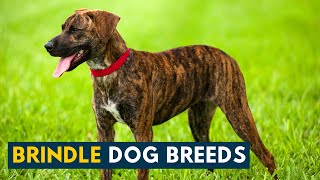 Brindle Dog Breeds 9 Beautiful Dogs with The Iconic Tiger Striped Coat [upl. by Stauffer]