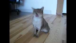 Epileptischer Anfall Katze Lila 1MOV [upl. by Anikahs]