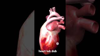 Heart Lub Dub Explore the Amazing World of Cardiology [upl. by Nhguavahs]