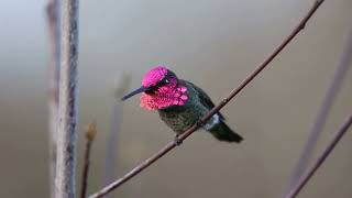 Annas Hummingbird Singing [upl. by Llerdna861]