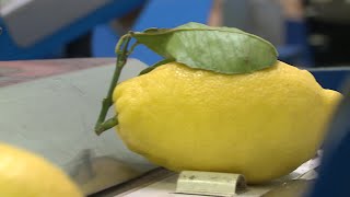 Le citron de Menton  reconnaissez le vrai du faux à loccasion de la Fête du Citron [upl. by Gypsy]