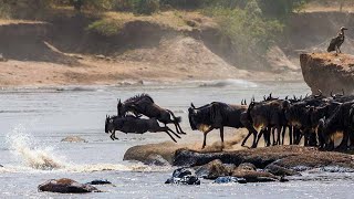 The Great Wildebeest Migration in Kenya in 2024 [upl. by Atiloj]