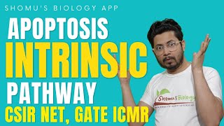 Intrinsic pathway of apoptosis  mitochondrial pathway of apoptosis  Apoptosis lecture 2 [upl. by Henrieta]